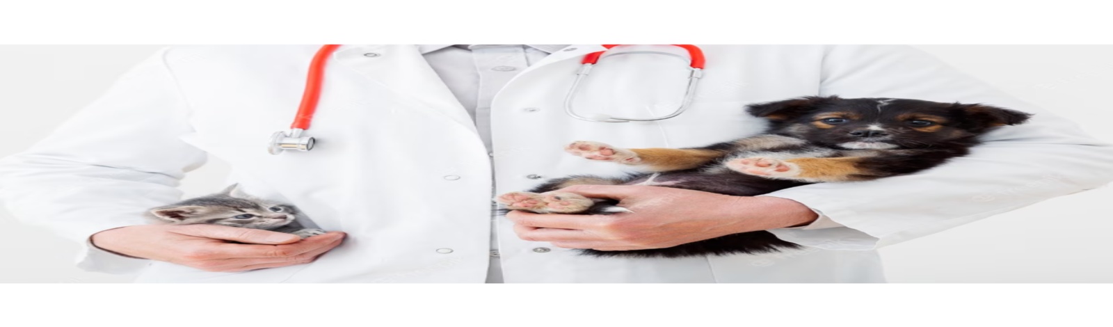 Curso de Especialização em Clinica Médica de Cães e Gatos