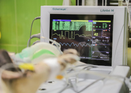 Residência em Área Profissional da Saúde/Medicina Veterinária